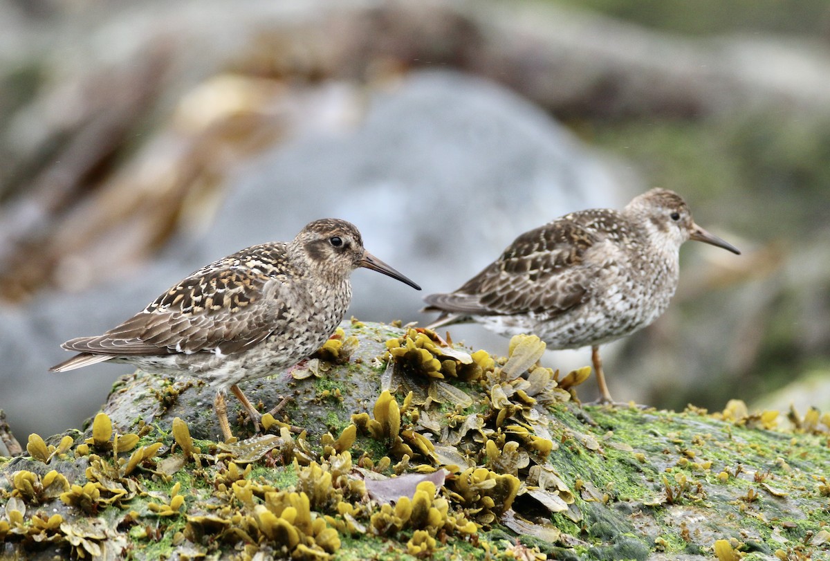 Purple Sandpiper - Ken Oeser