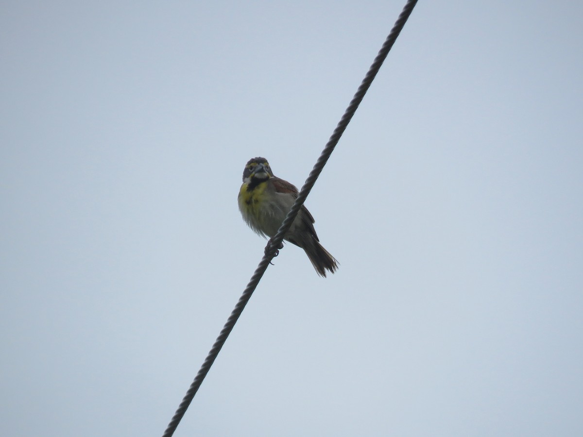 Dickcissel - ML352118341