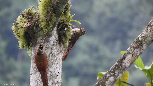 Streak-headed Woodcreeper - ML352120641