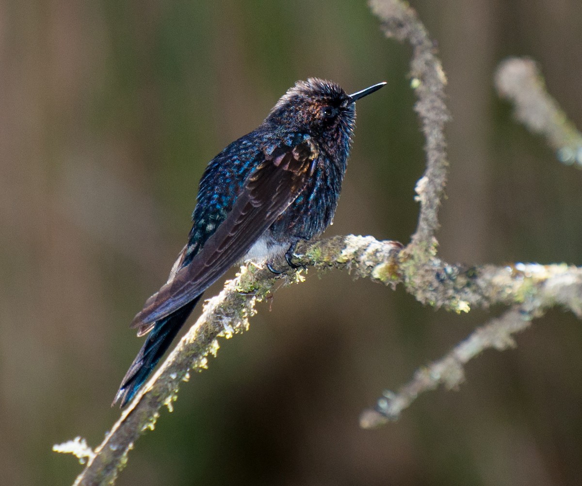 Blue-mantled Thornbill - ML35212091