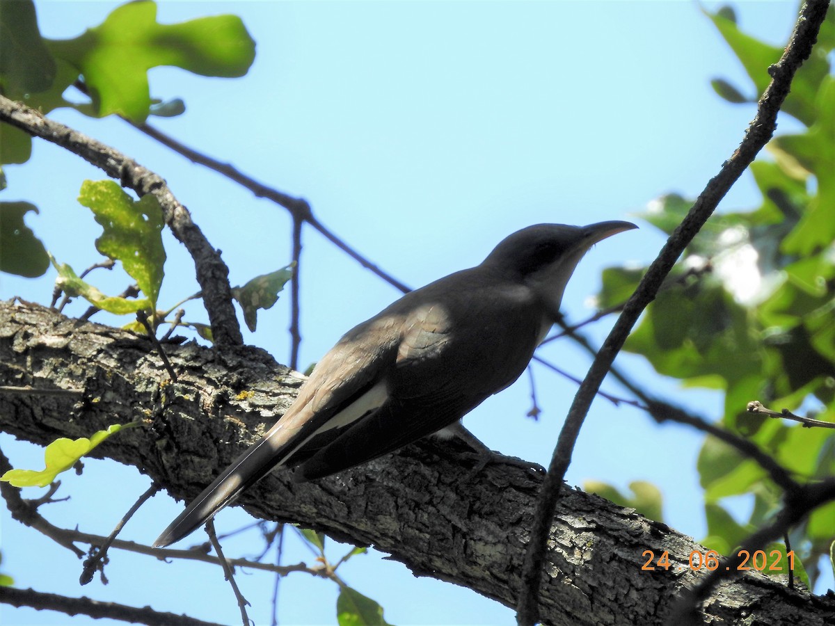 Yellow-billed Cuckoo - ML352123881