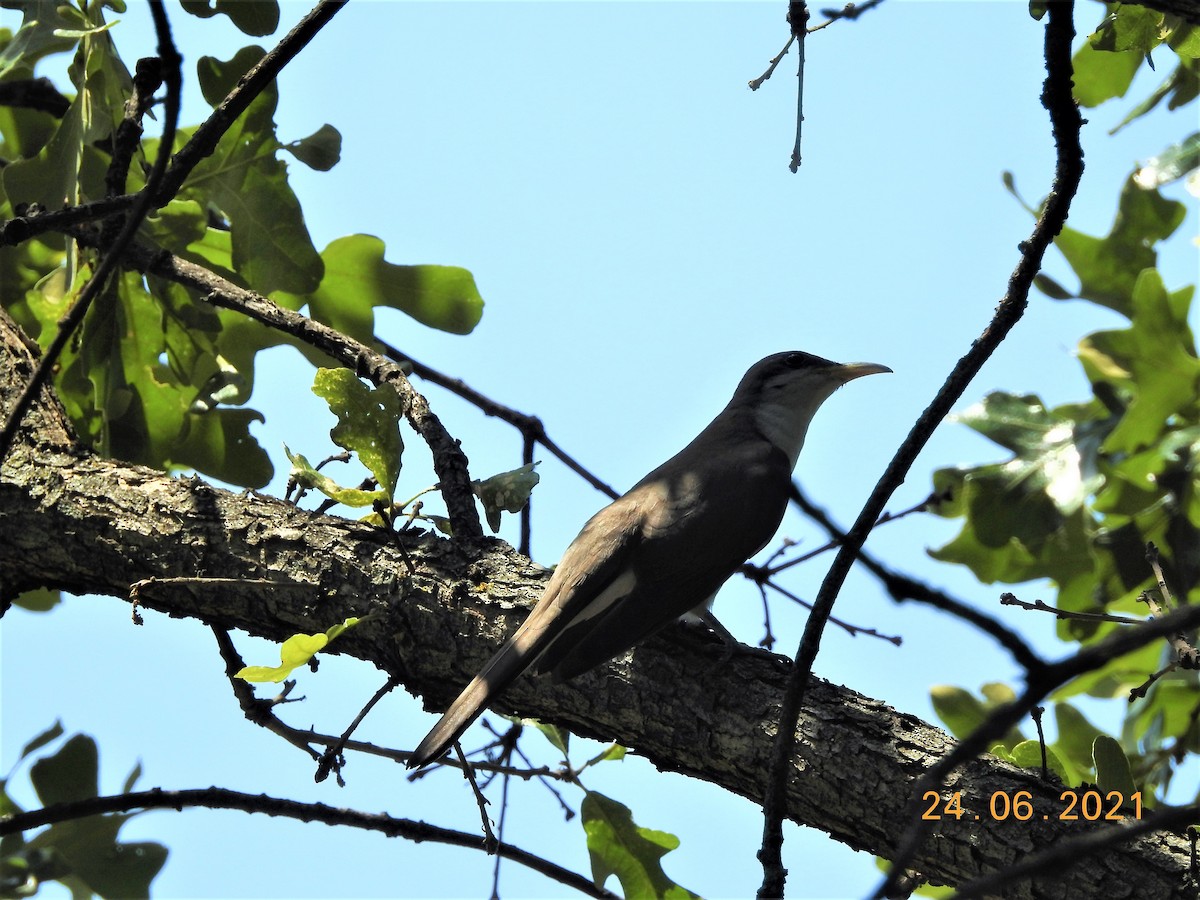 Yellow-billed Cuckoo - ML352123961