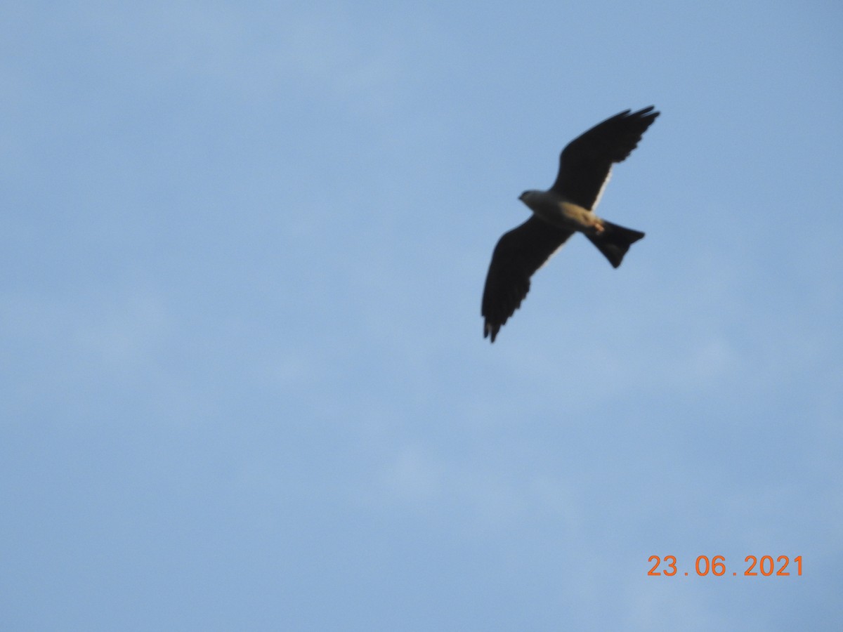 Mississippi Kite - ML352124141