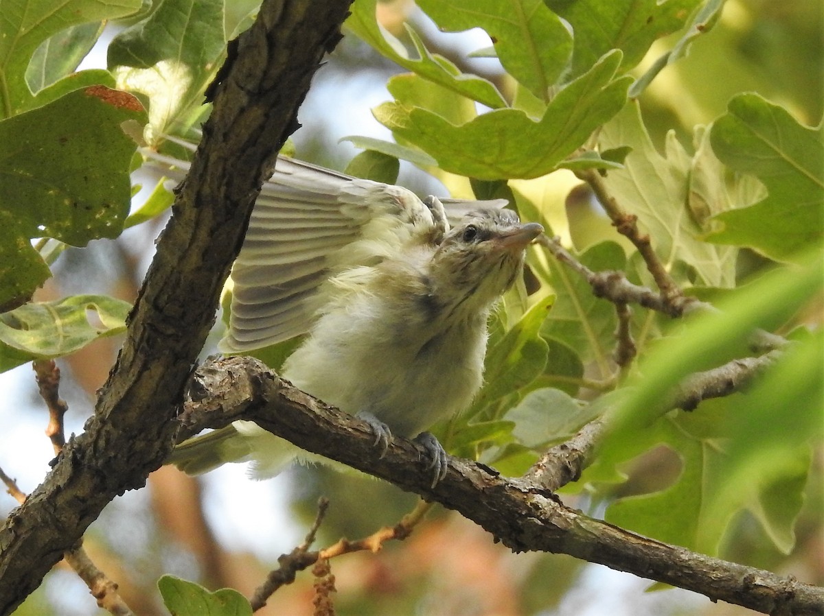 Red-eyed Vireo - ML352124191