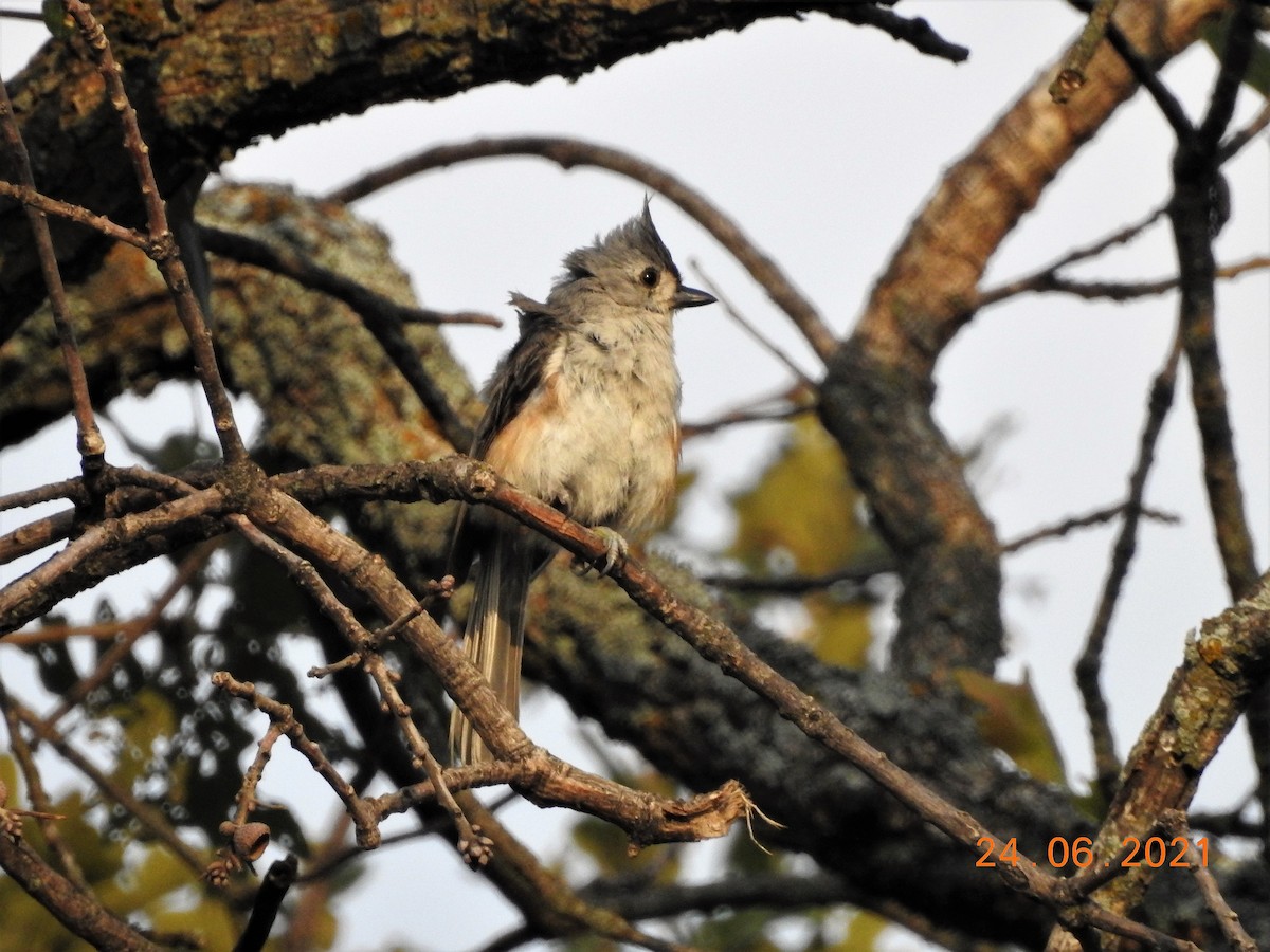 Tufted Titmouse - ML352124491