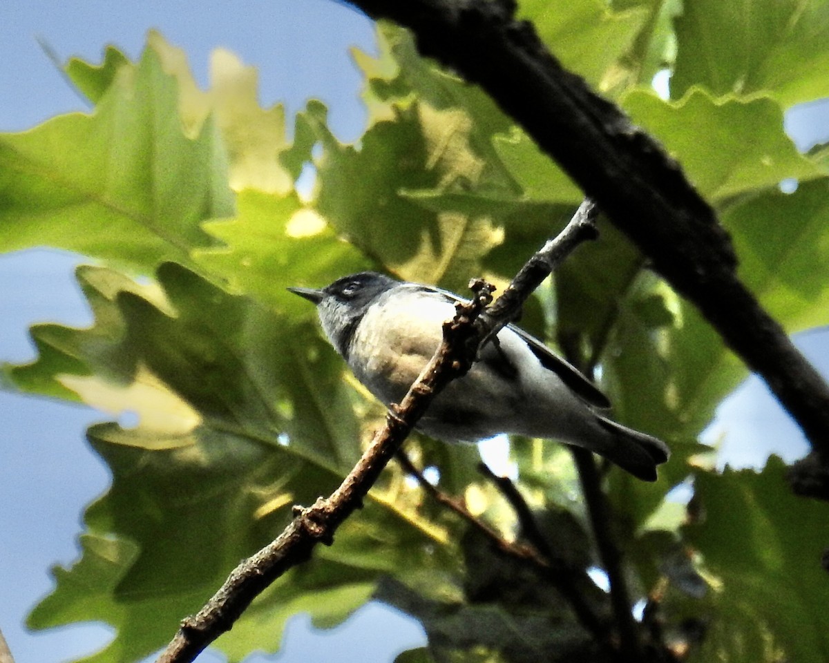 Cerulean Warbler x Northern Parula (hybrid) - ML352124961