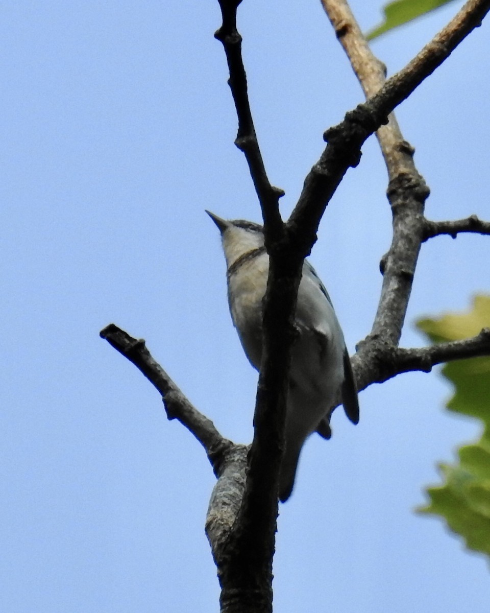 Cerulean Warbler x Northern Parula (hybrid) - ML352124971