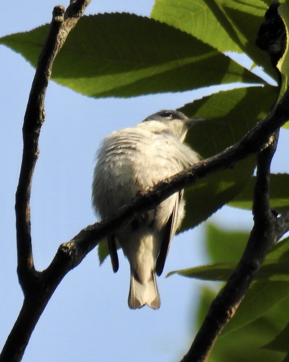 Cerulean Warbler x Northern Parula (hybrid) - ML352124991