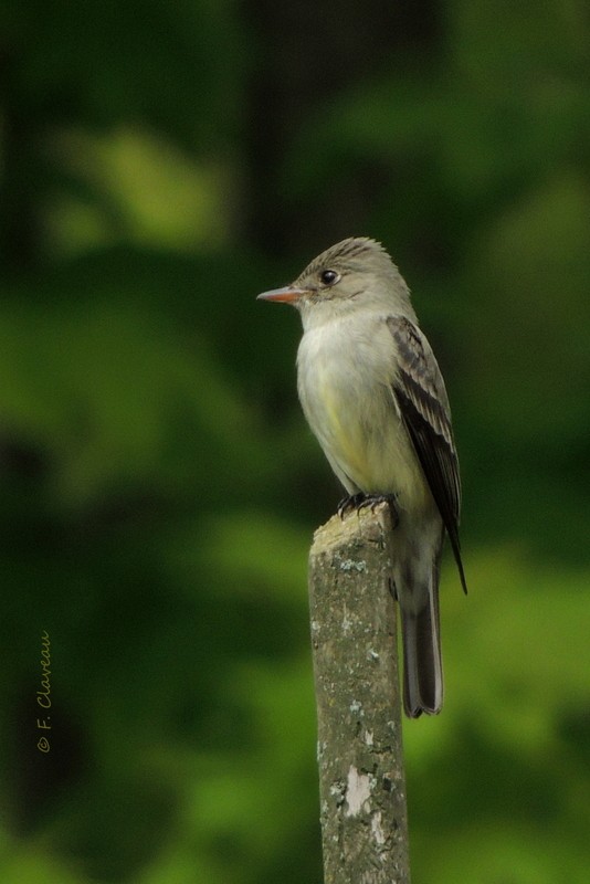 Eastern Wood-Pewee - ML352125461