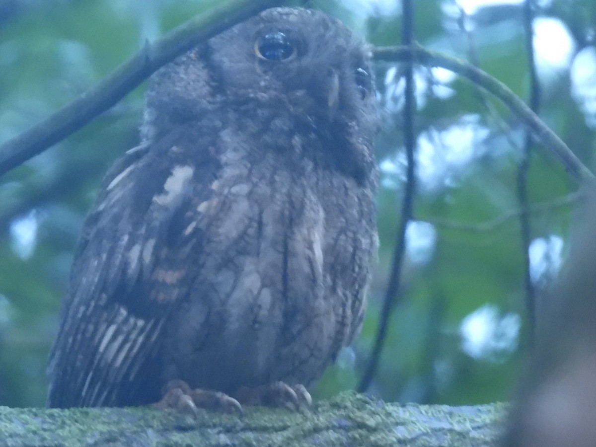 Eastern Screech-Owl - ML352126501