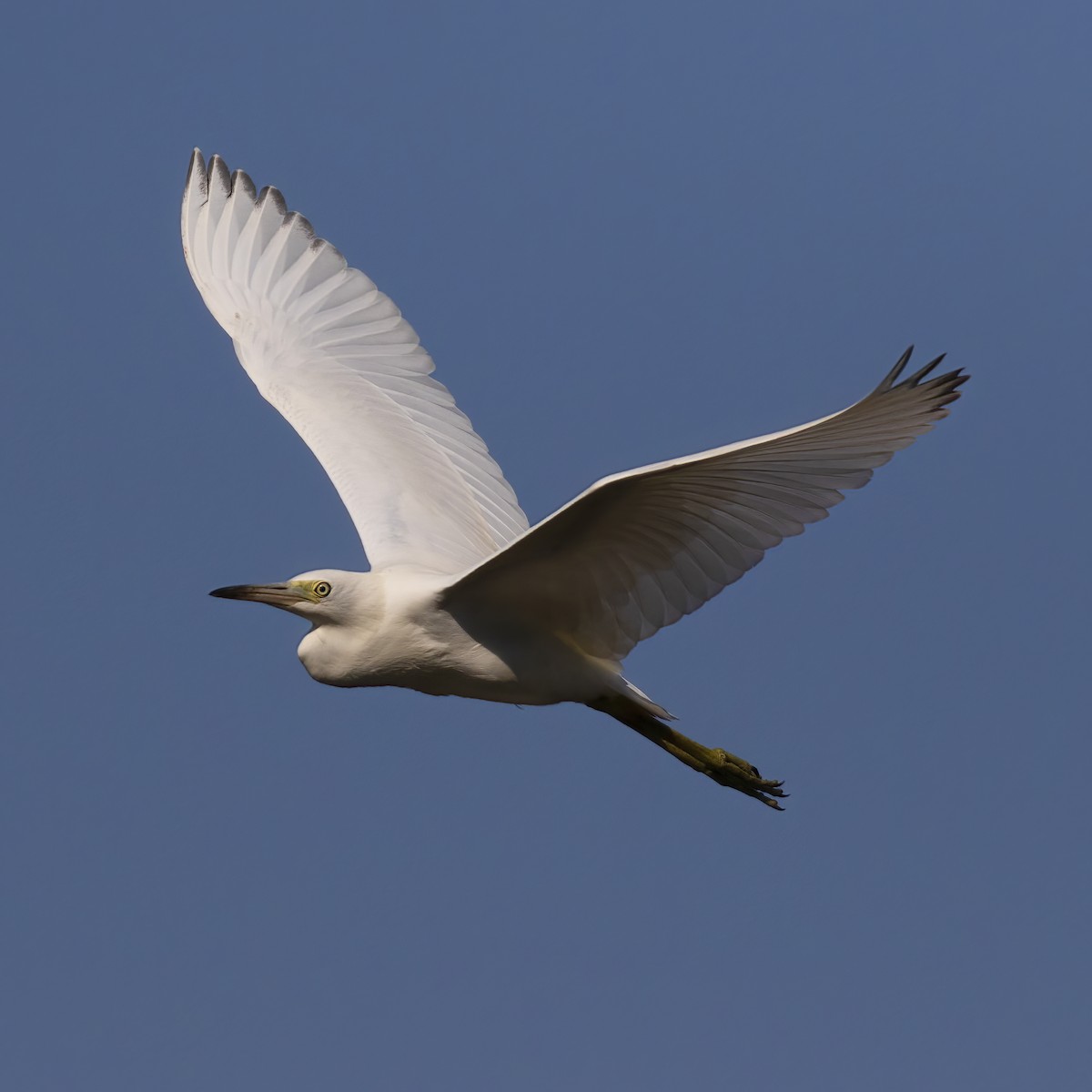 Little Blue Heron - Dan Vickers