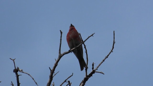 Pine Grosbeak - ML352130261