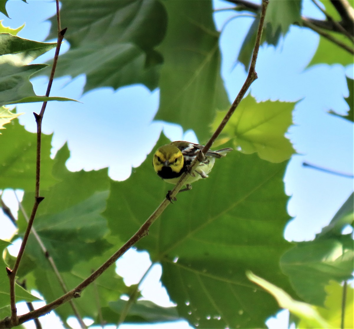 Black-throated Green Warbler - ML352130641