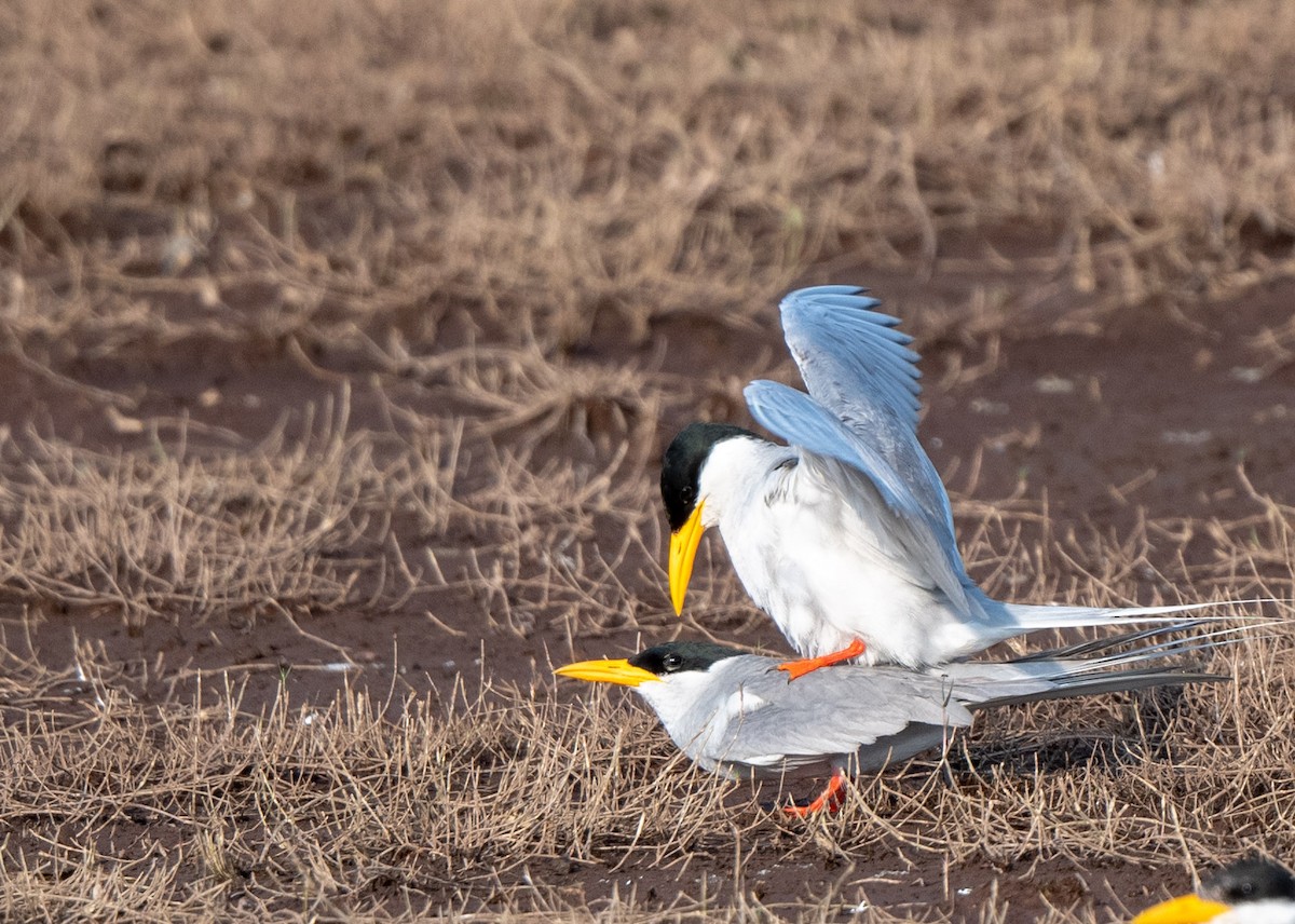 River Tern - Sudheer Reddy