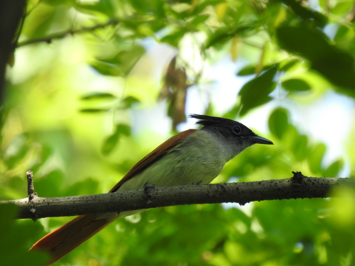 Indian Paradise-Flycatcher - ML352133041