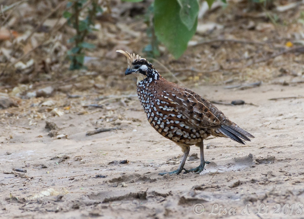 Crested Bobwhite - ML352133071