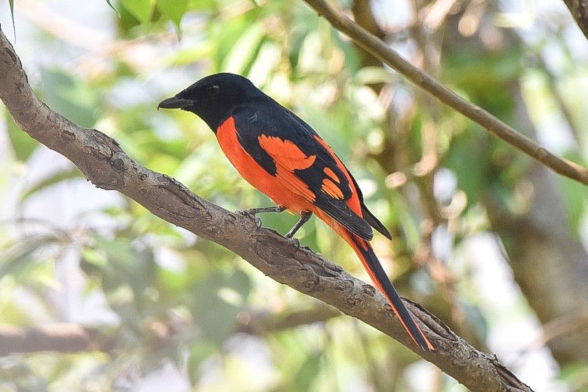赤紅山椒鳥 - ML352133111