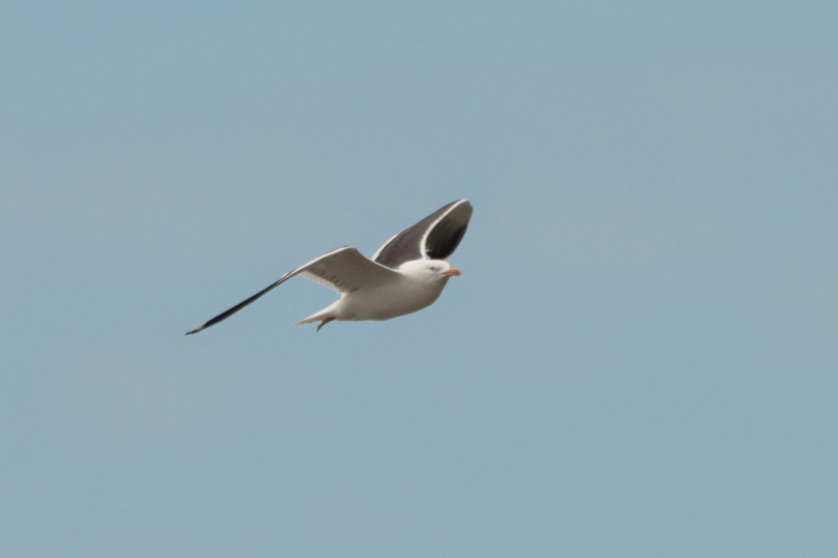 Lesser Black-backed Gull - Letty Roedolf Groenenboom