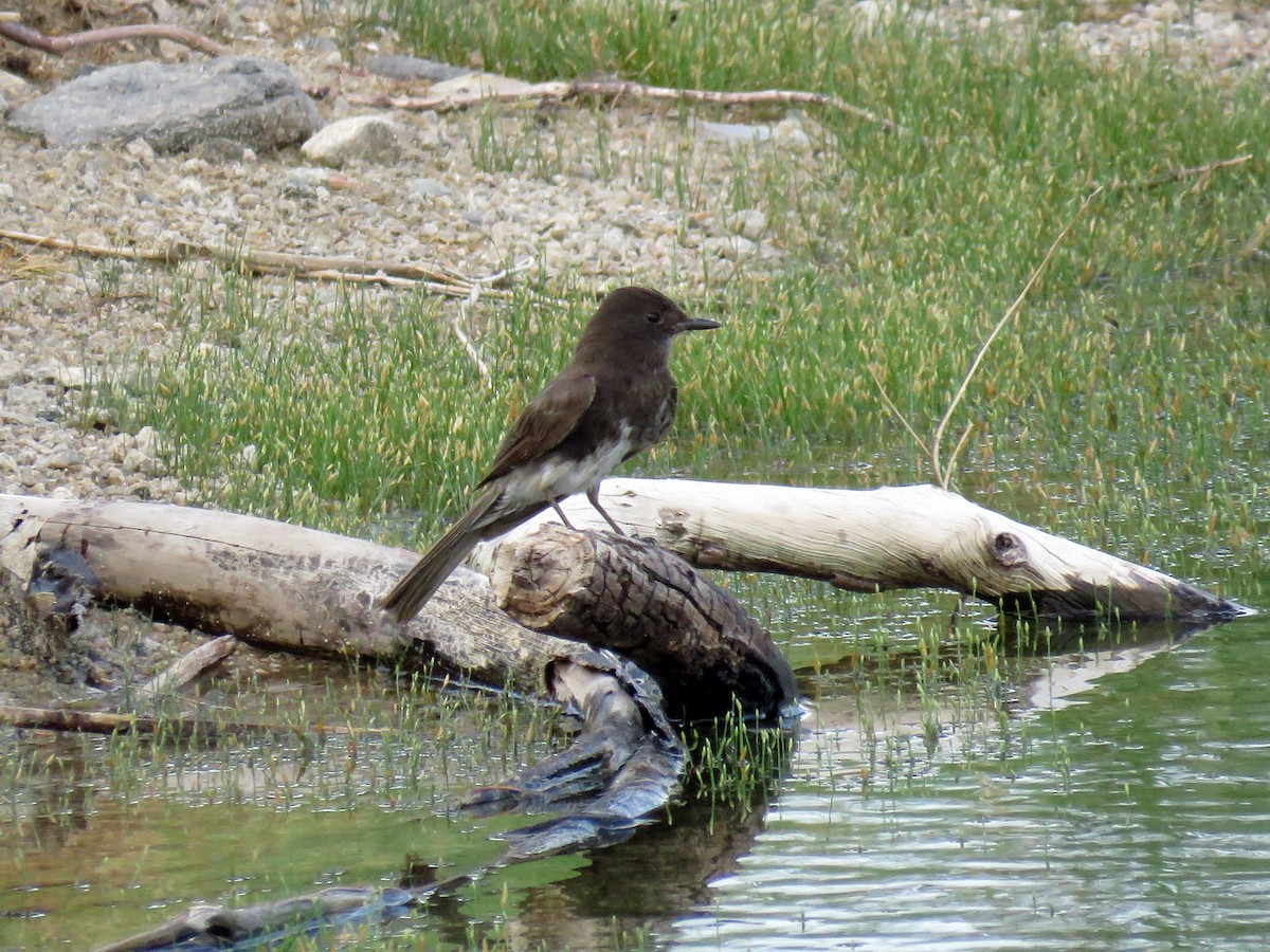 Black Phoebe - ML352136151