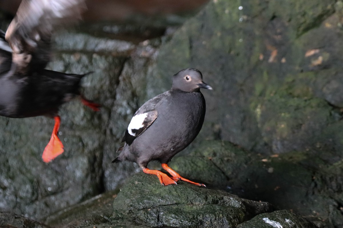 Pigeon Guillemot - Mark Gallagher