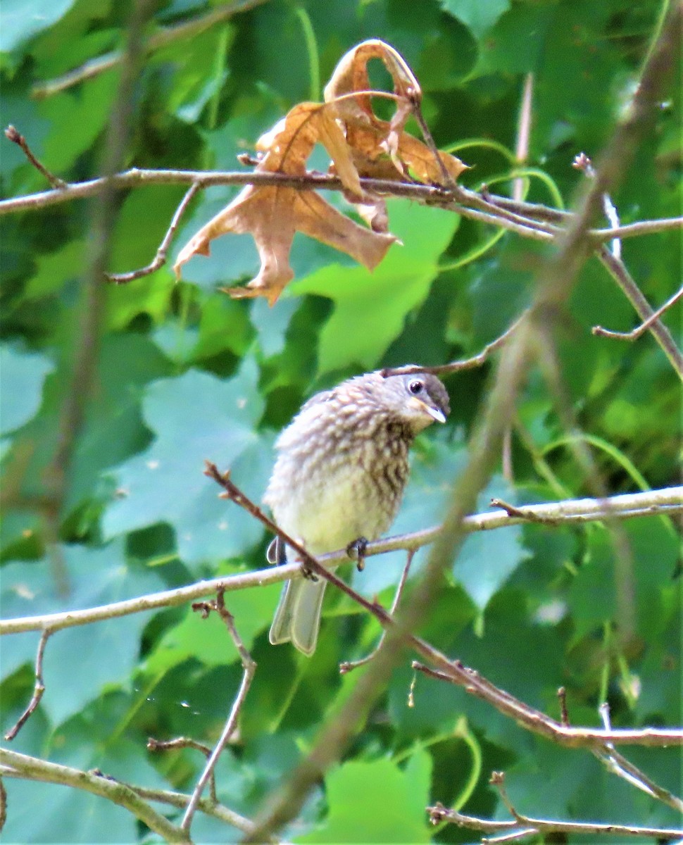 Eastern Bluebird - Barb lindenmuth