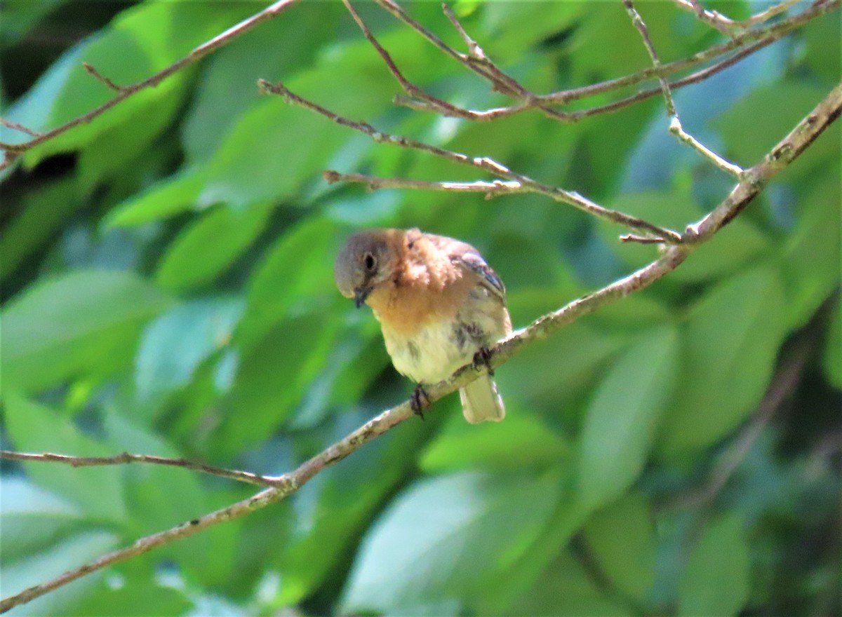 Eastern Bluebird - ML352136531