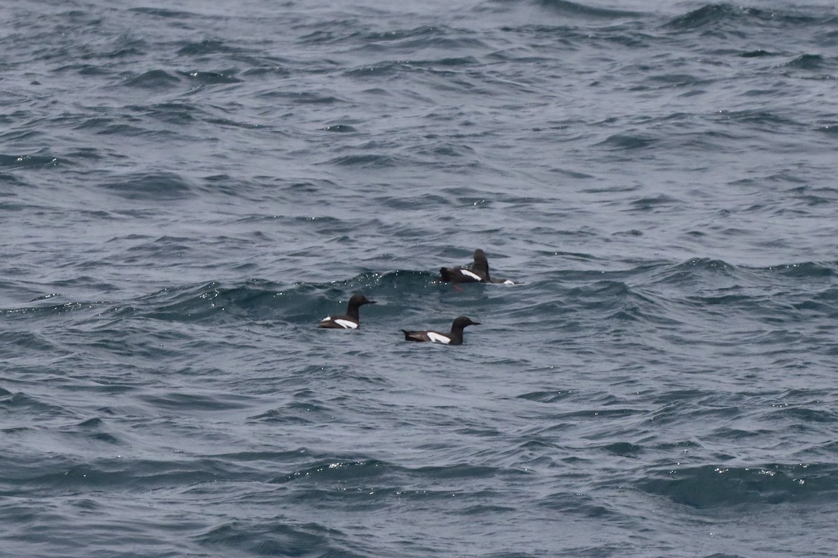 Pigeon Guillemot - ML352136621