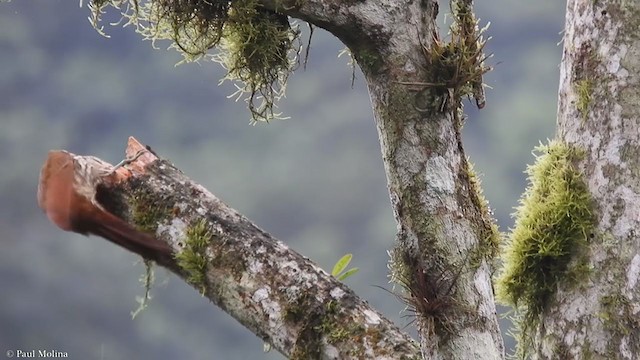 Streak-headed Woodcreeper - ML352136631