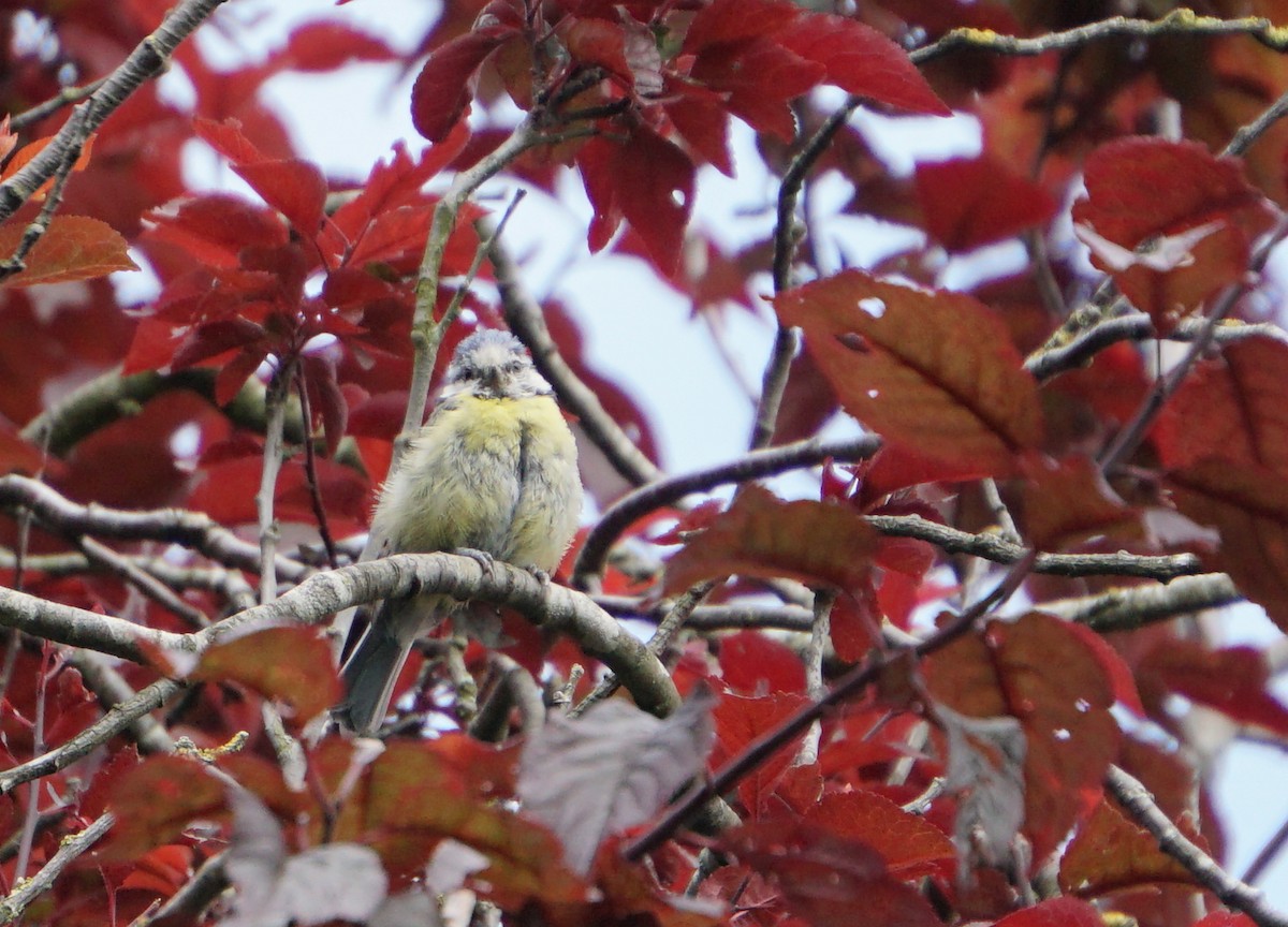 Eurasian Blue Tit - ML352137071