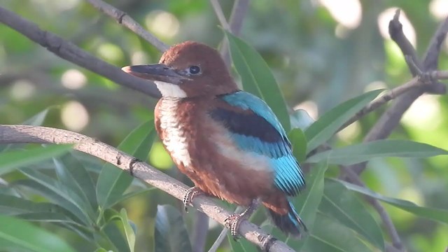 White-throated Kingfisher - ML352138021