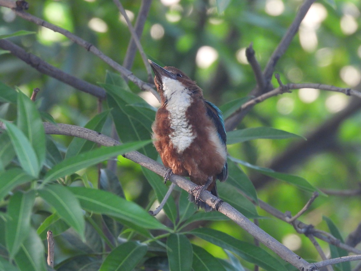 White-throated Kingfisher - ML352138131