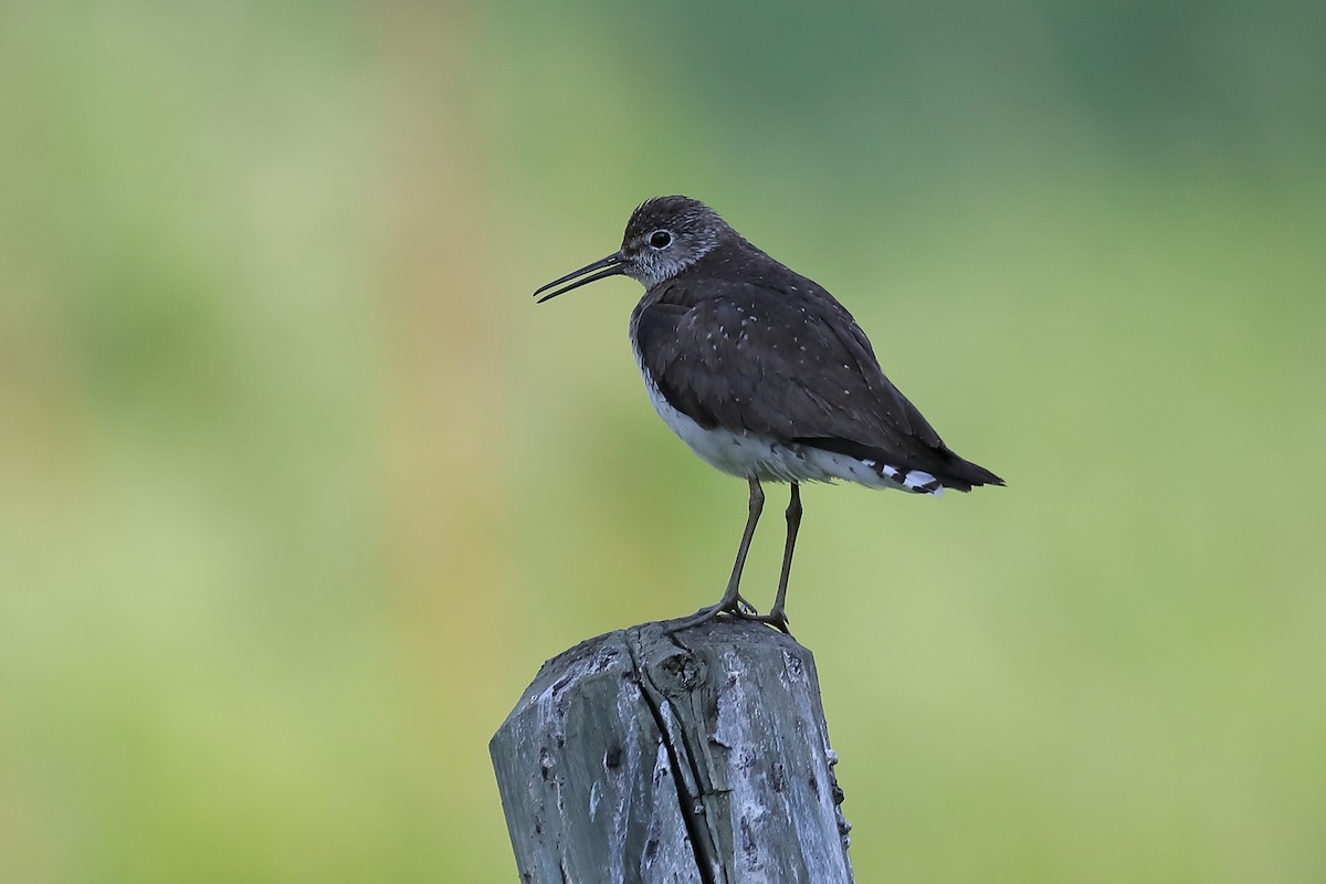 Solitary Sandpiper - ML352138201