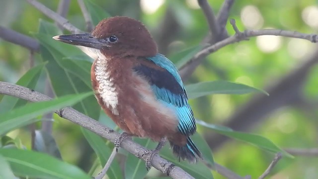 White-throated Kingfisher - ML352138231