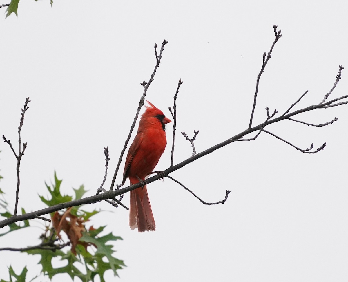 Northern Cardinal - ML352139611