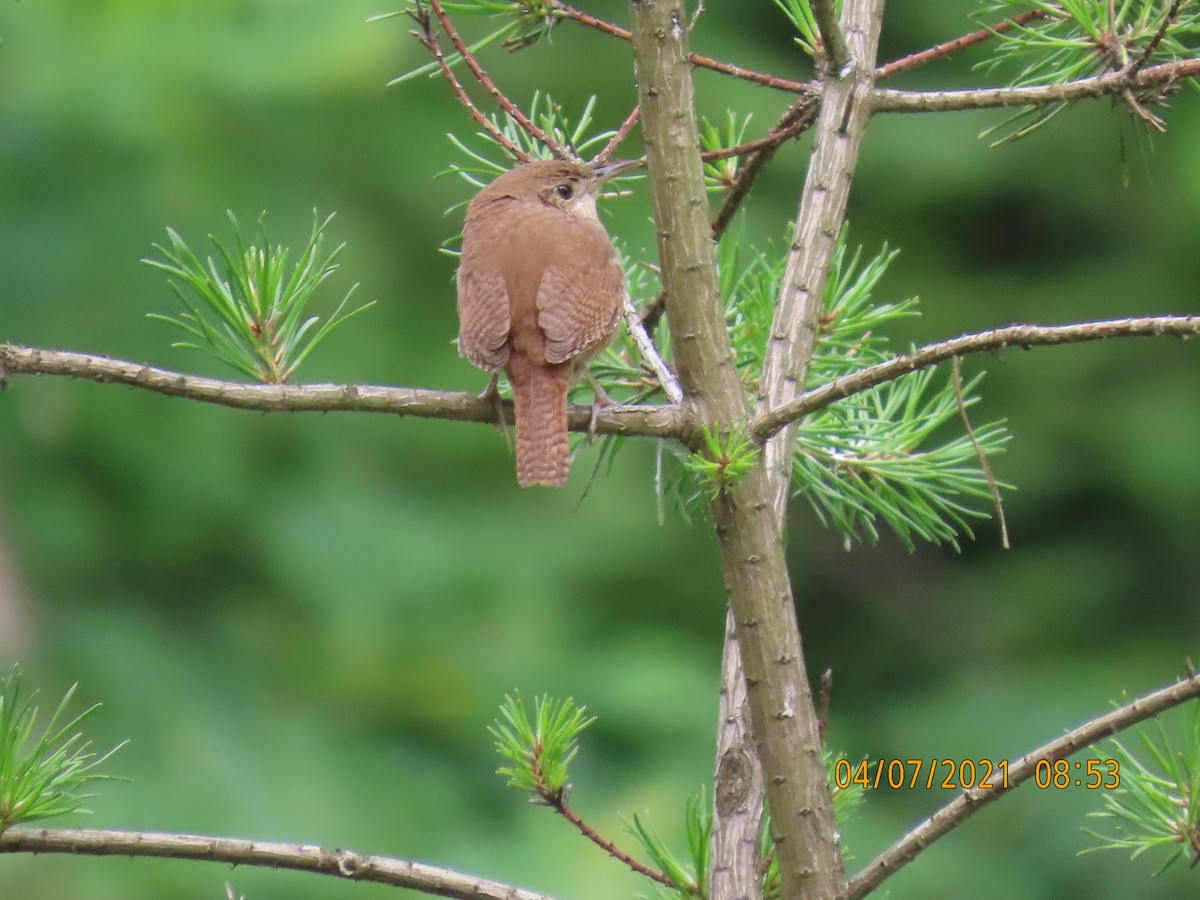 House Wren - ML352140351