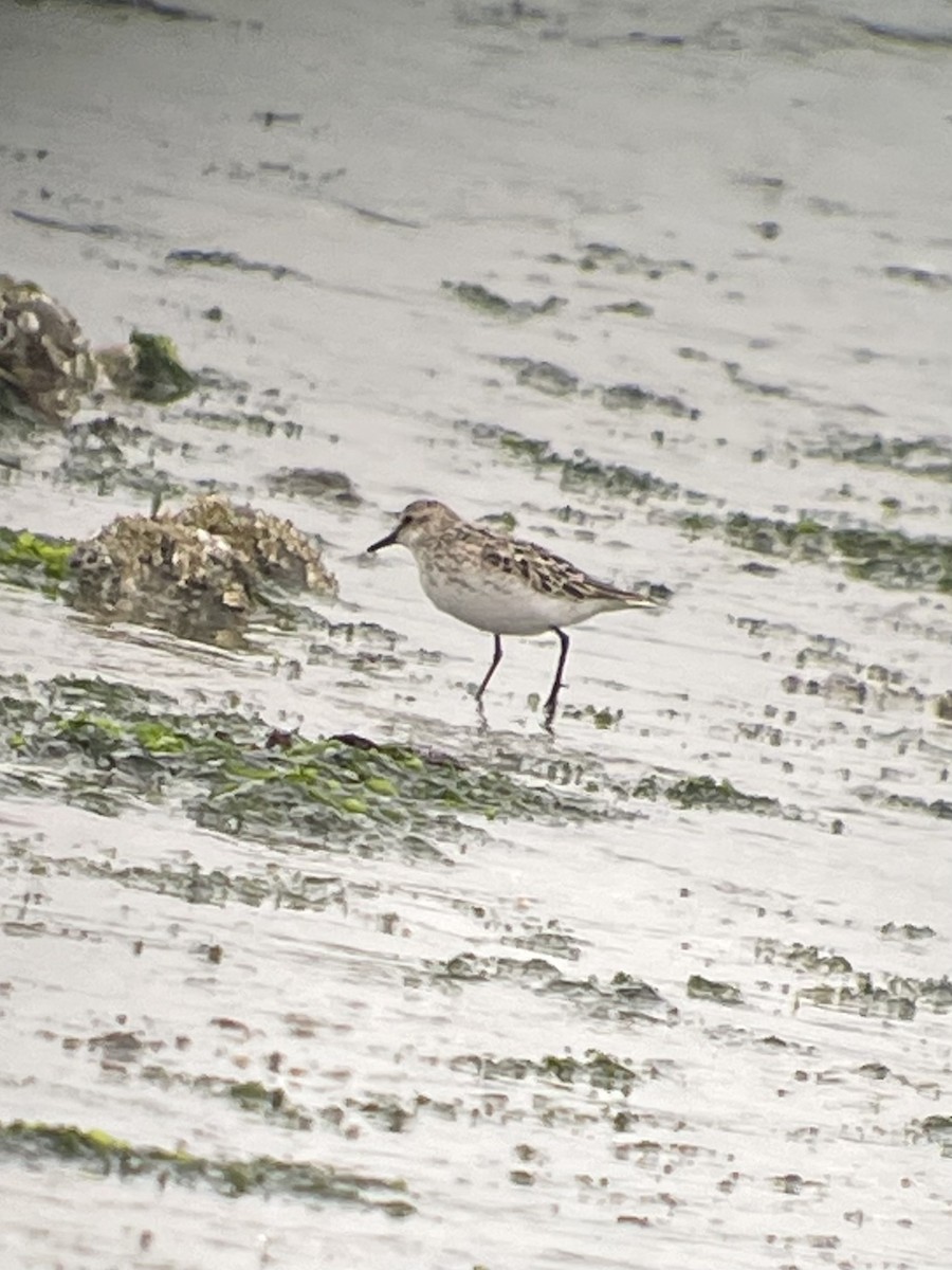 Semipalmated Sandpiper - Bruce LaBar