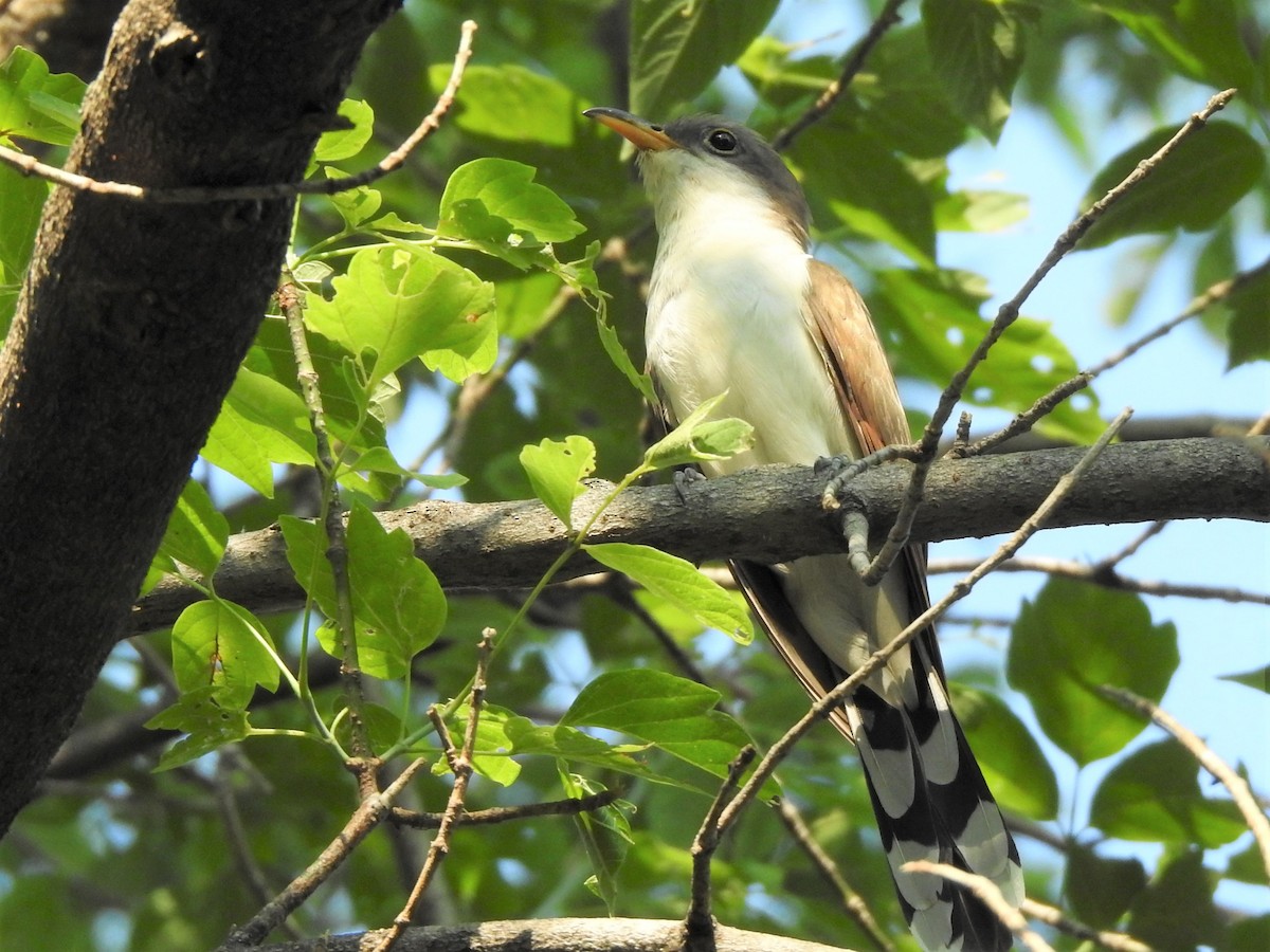 Yellow-billed Cuckoo - ML352140831