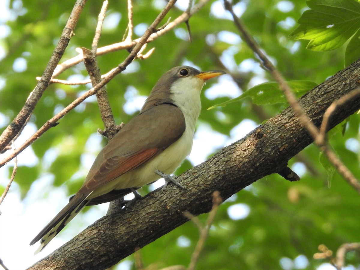 Yellow-billed Cuckoo - ML352140891