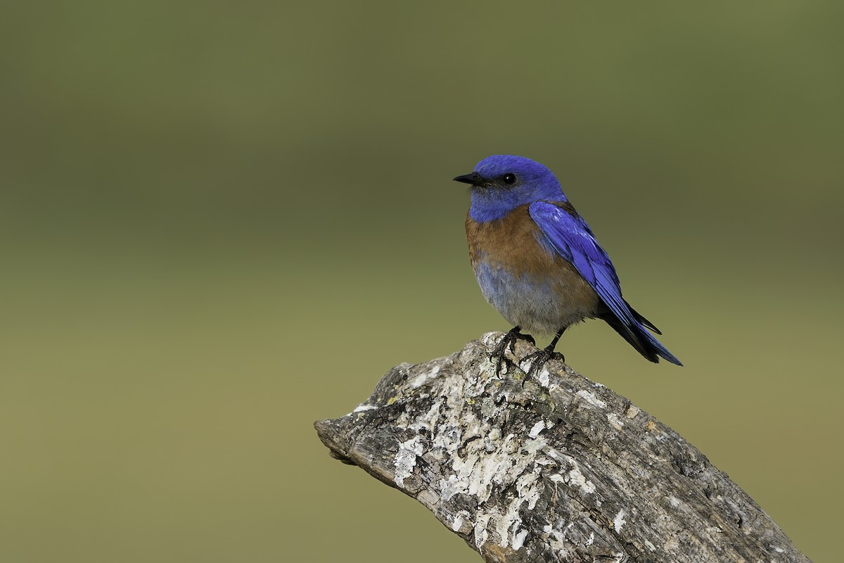 Western Bluebird - ML352141461