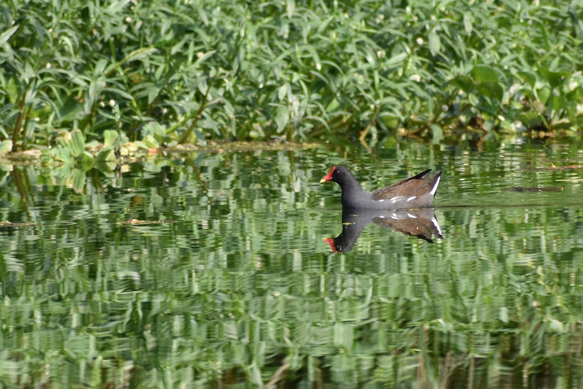 Eurasian Moorhen - ML352141611