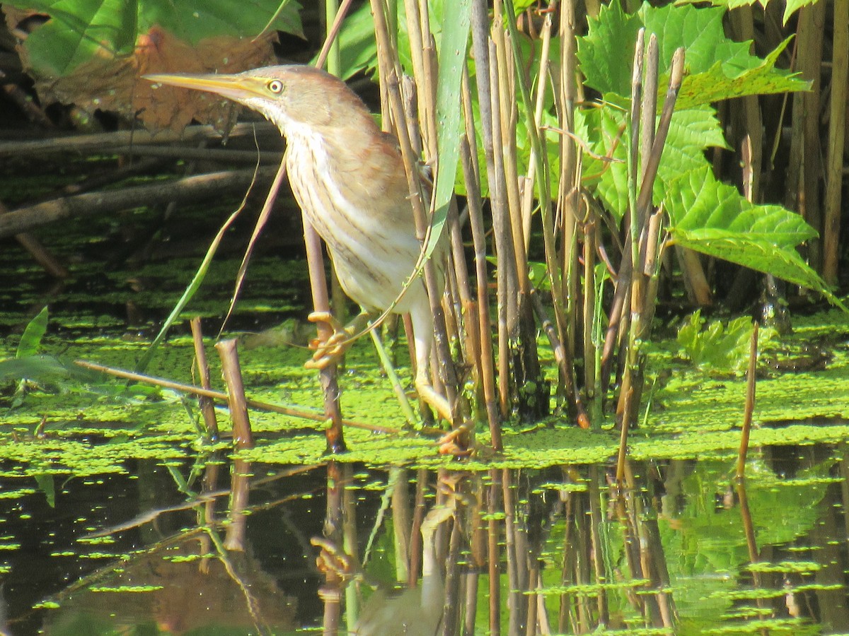 Least Bittern - John Coyle