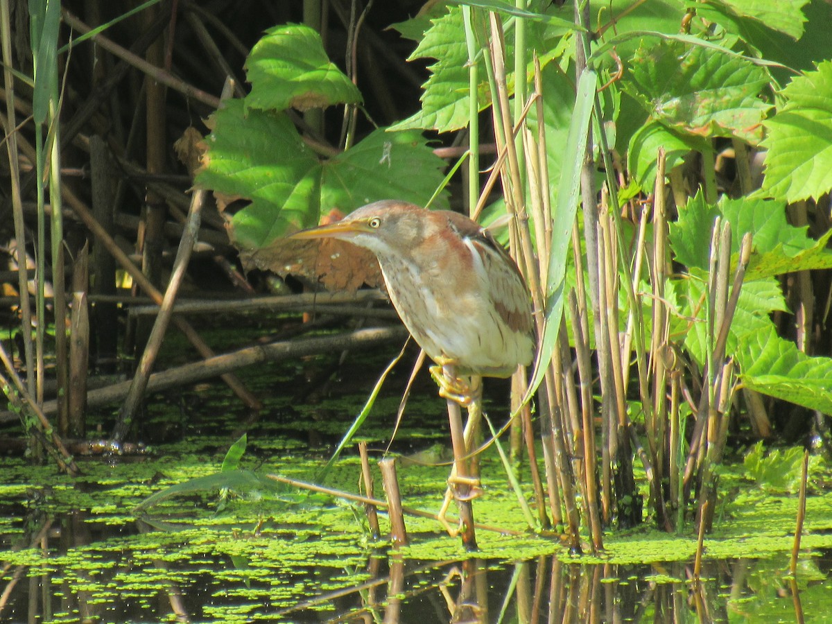 Least Bittern - ML352143121