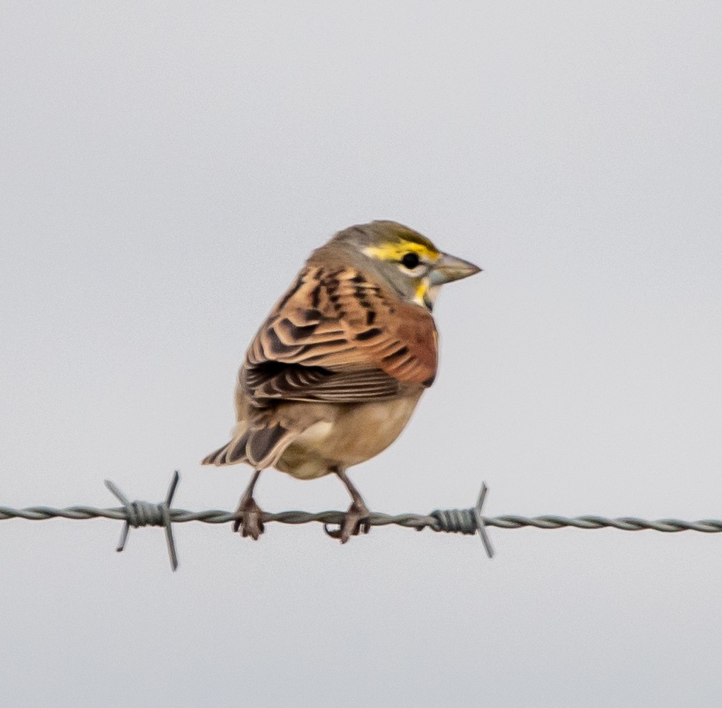 Dickcissel - ML352143841