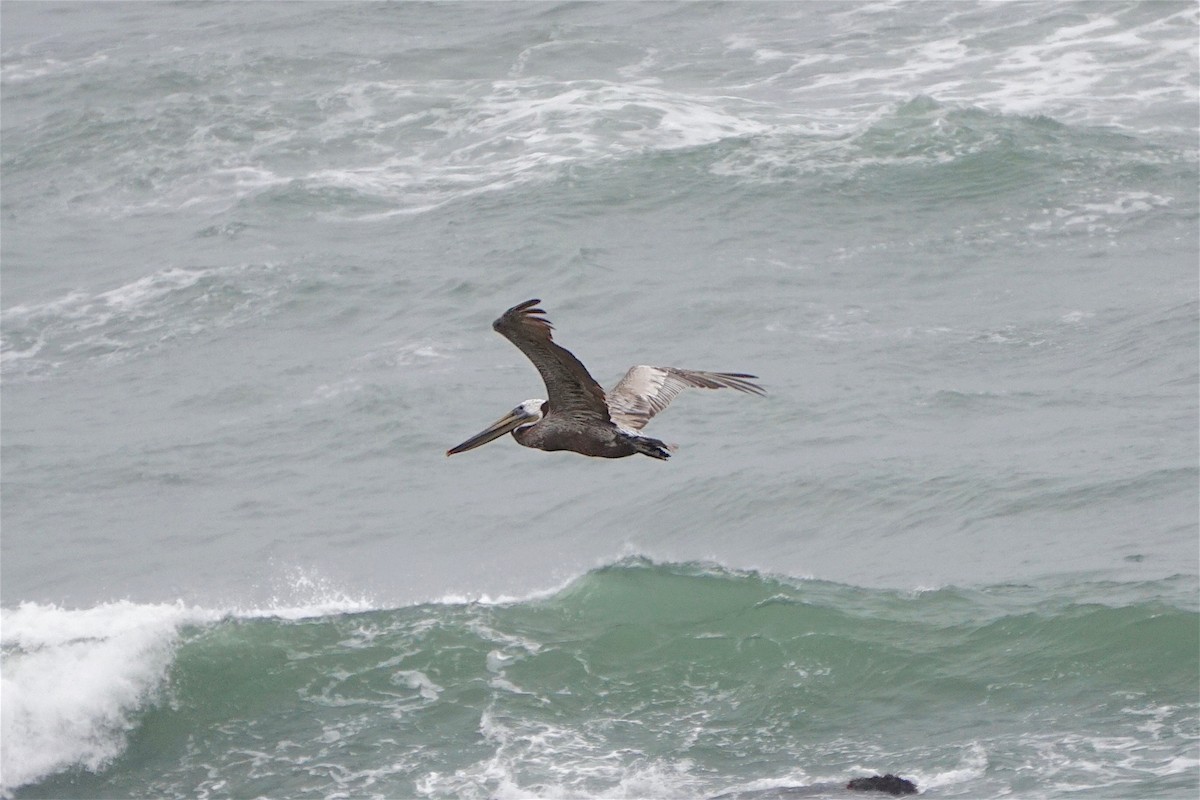 Brown Pelican - ML352144061