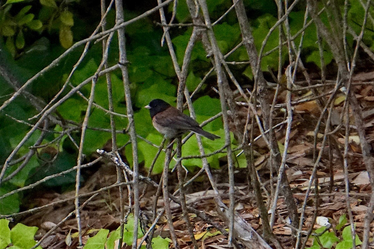 Dark-eyed Junco - ML352144081