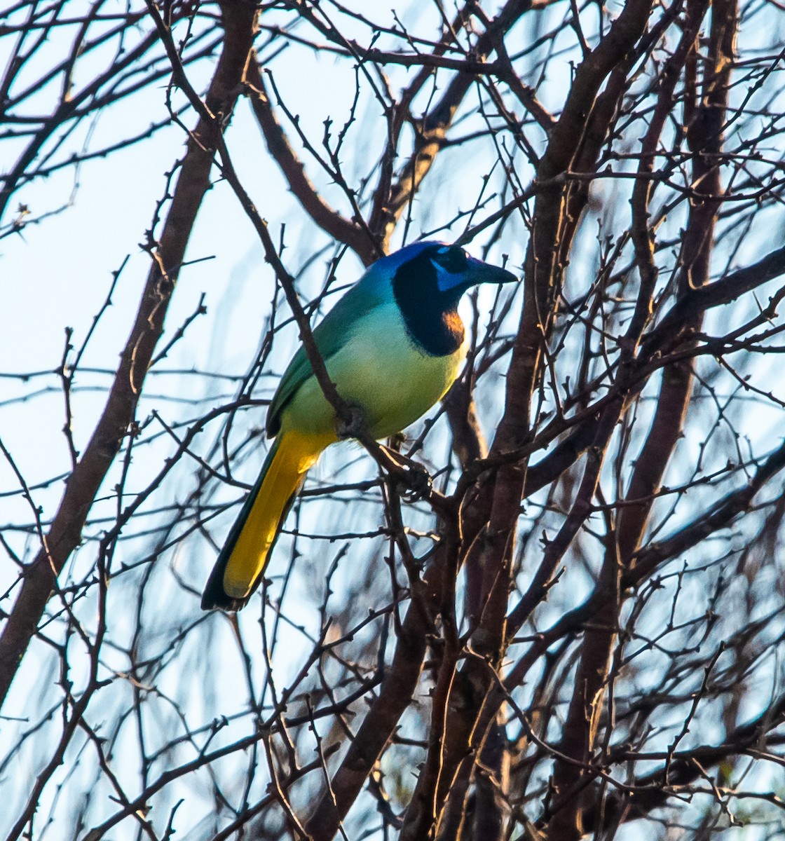 Green Jay (Green) - ML352144211