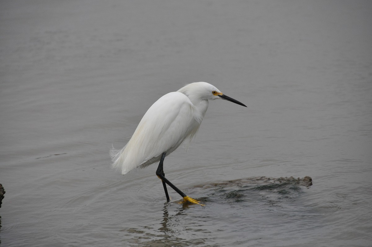 Snowy Egret - ML352145311