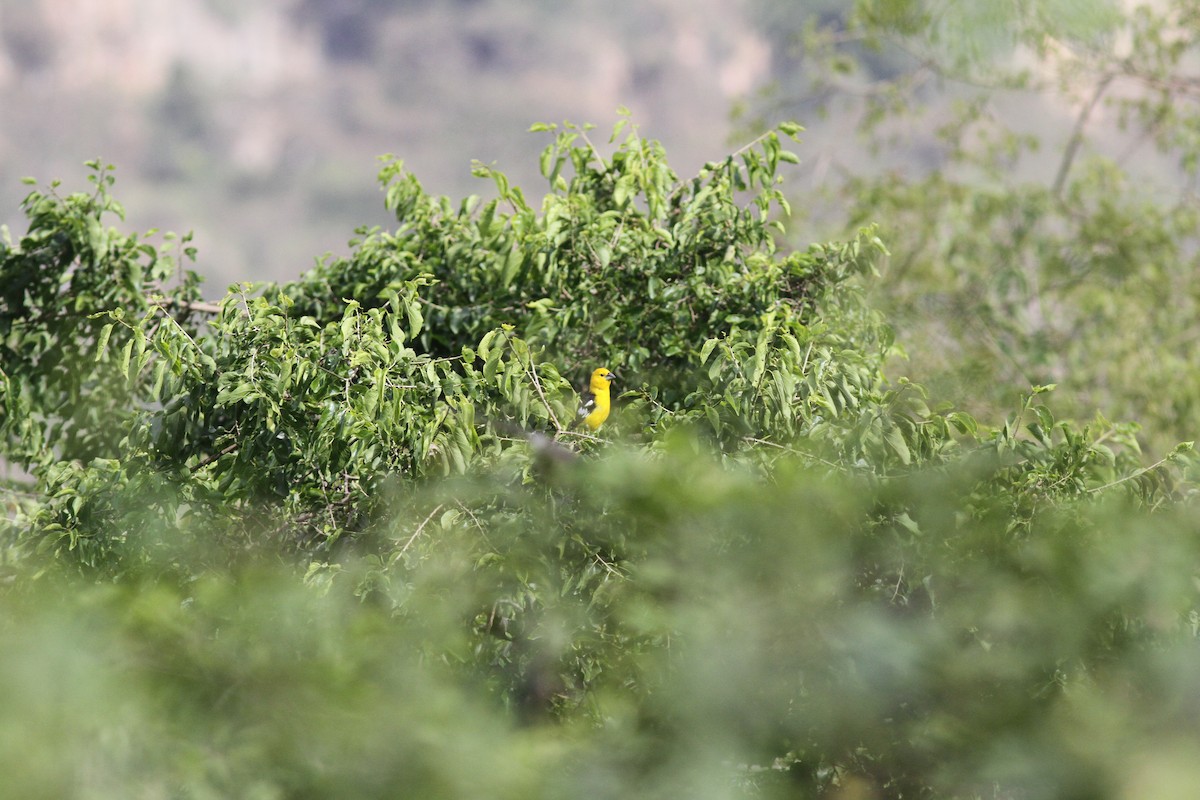 Picogrueso Ventriamarillo - ML35214611