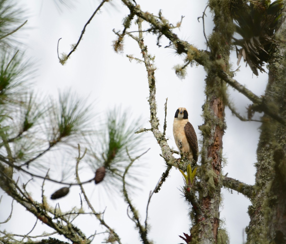 Laughing Falcon - ML352146491