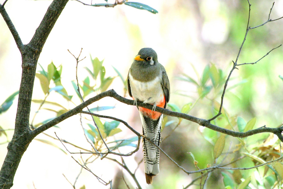 Trogon élégant (groupe ambiguus) - ML352146511